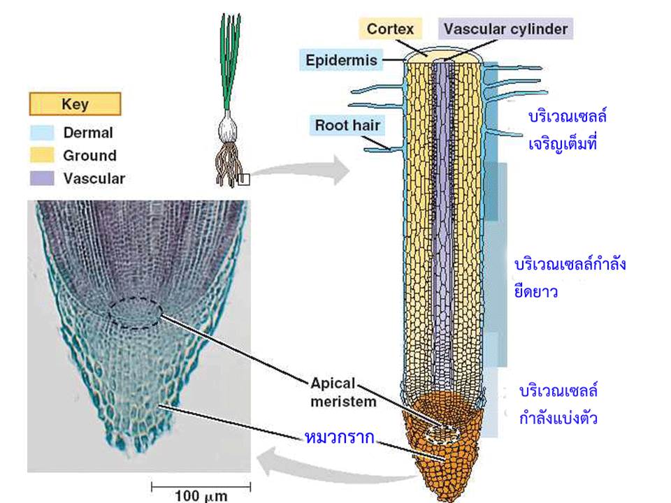 root